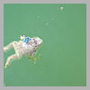 Dead frog in the industrial reservoir
